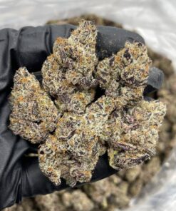 Biscotti Pancakes Strain