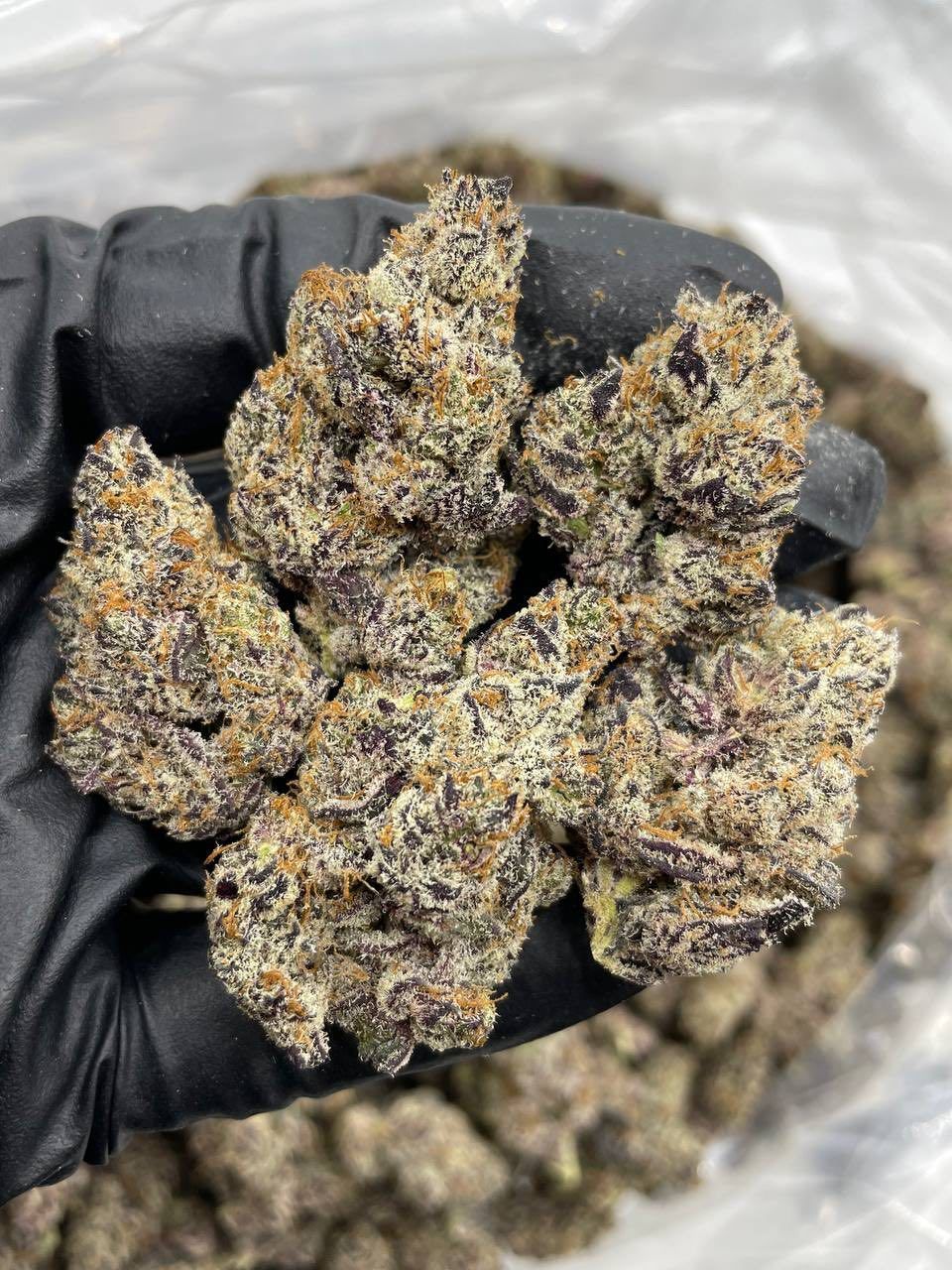 photo_2025-03-16_07-52-12 Biscotti Pancakes Strain